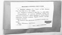 Xanthoporia radiata image